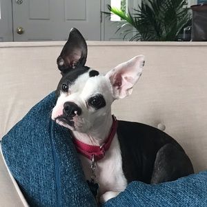 Meet your Posher, Casey